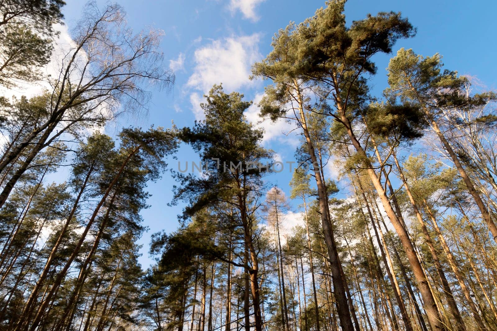 Sunny winter day in Kampinos National Park - Poland
