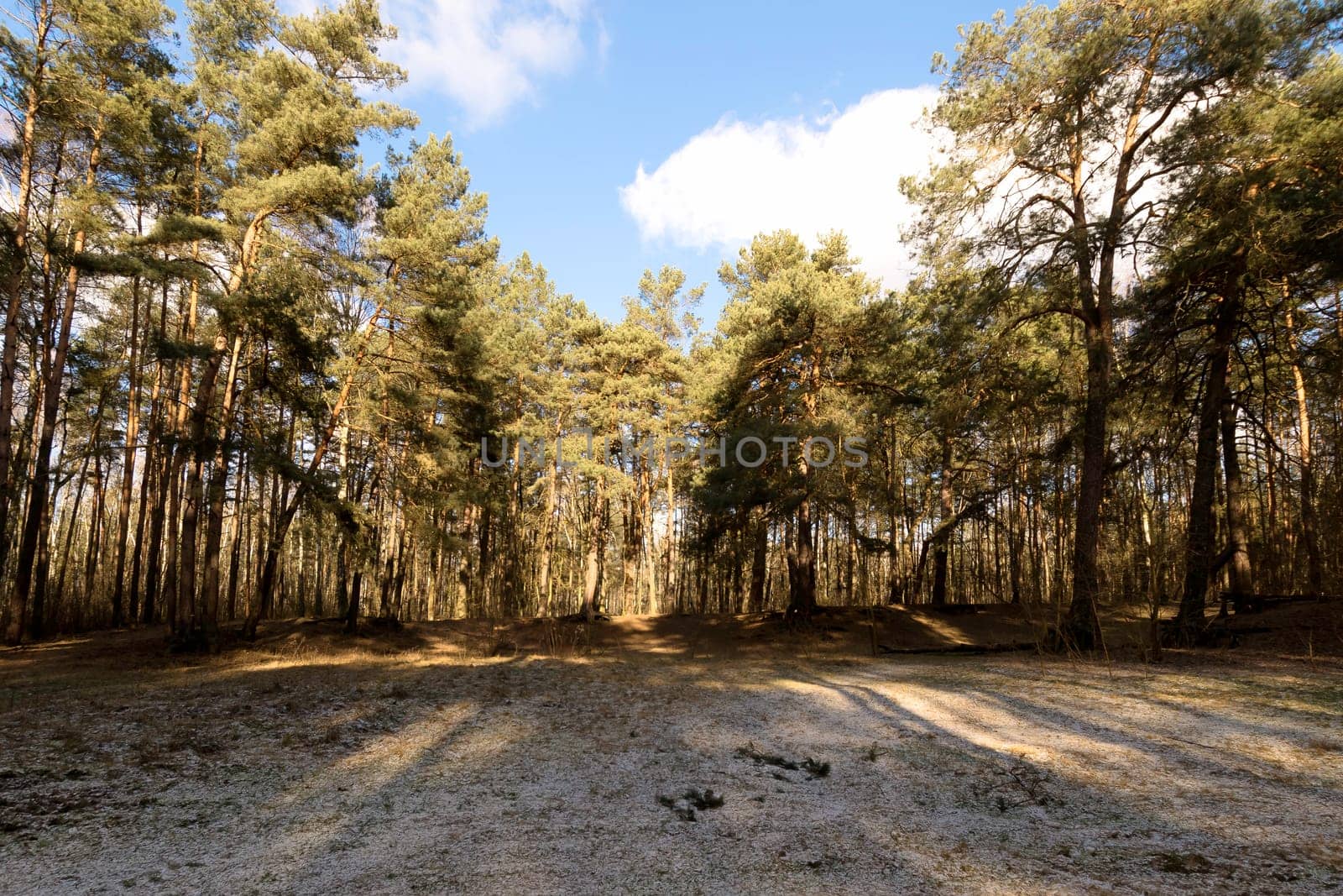 Sunny winter day in Kampinos National Park - Poland