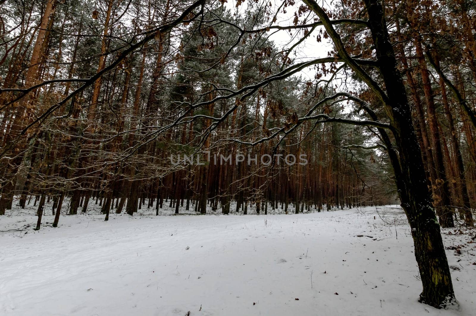 Winter in Kampinos National Park - Poland