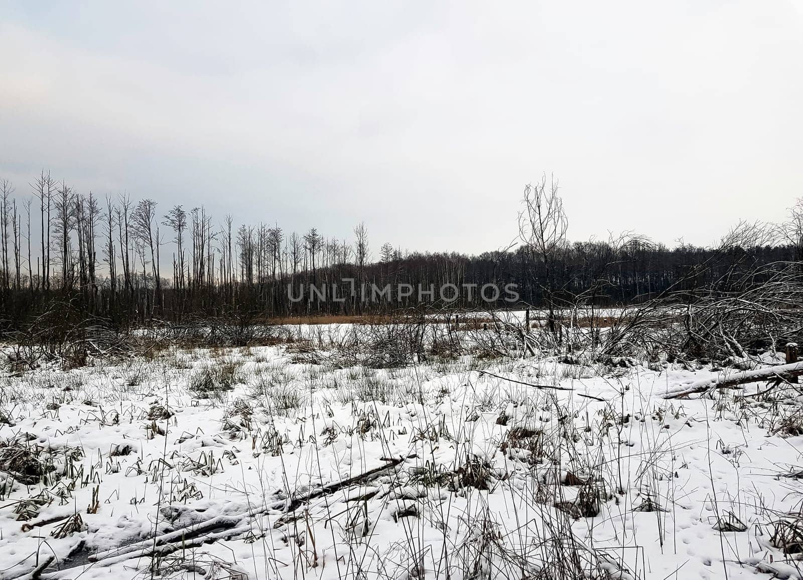 Sunset over swamp in Kampinos National Park in winter - Poland