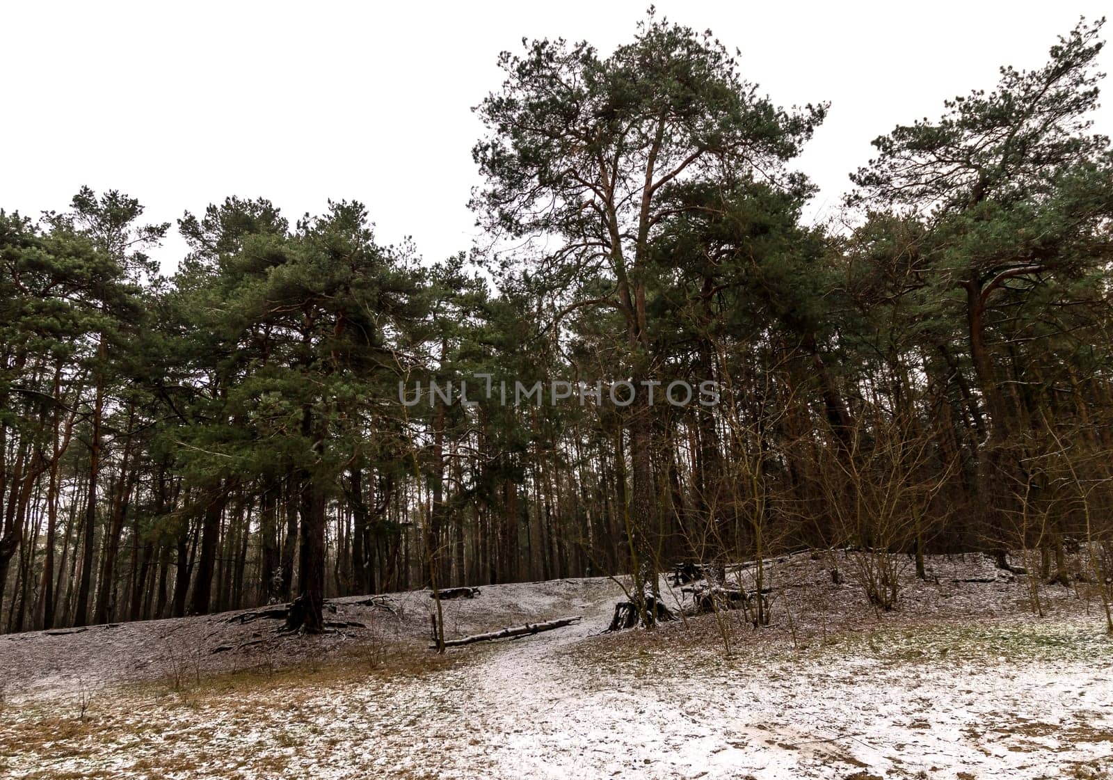 Winter in Kampinos National Park - Poland