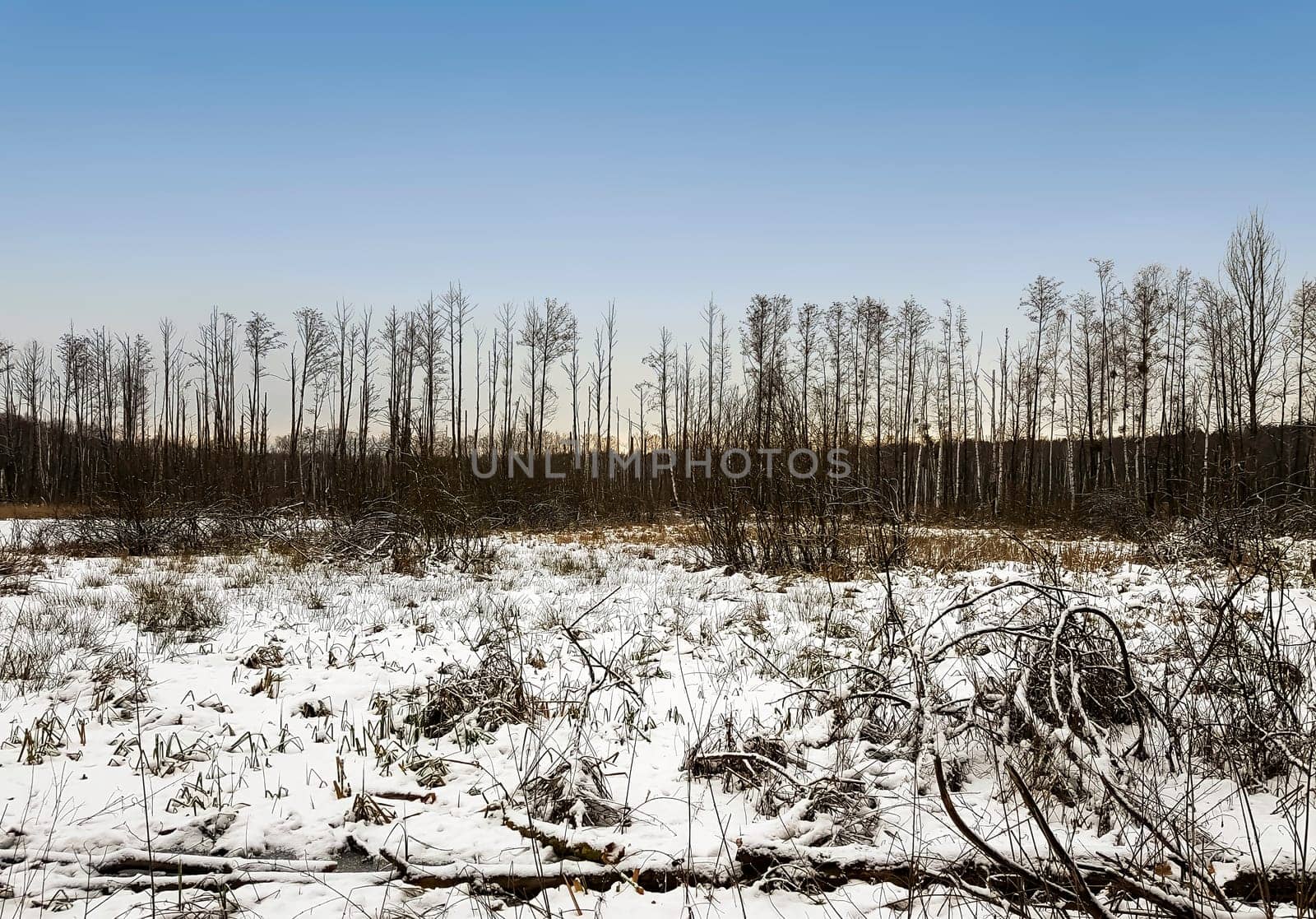 Sunset over swamp in Kampinos National Park in winter - Poland