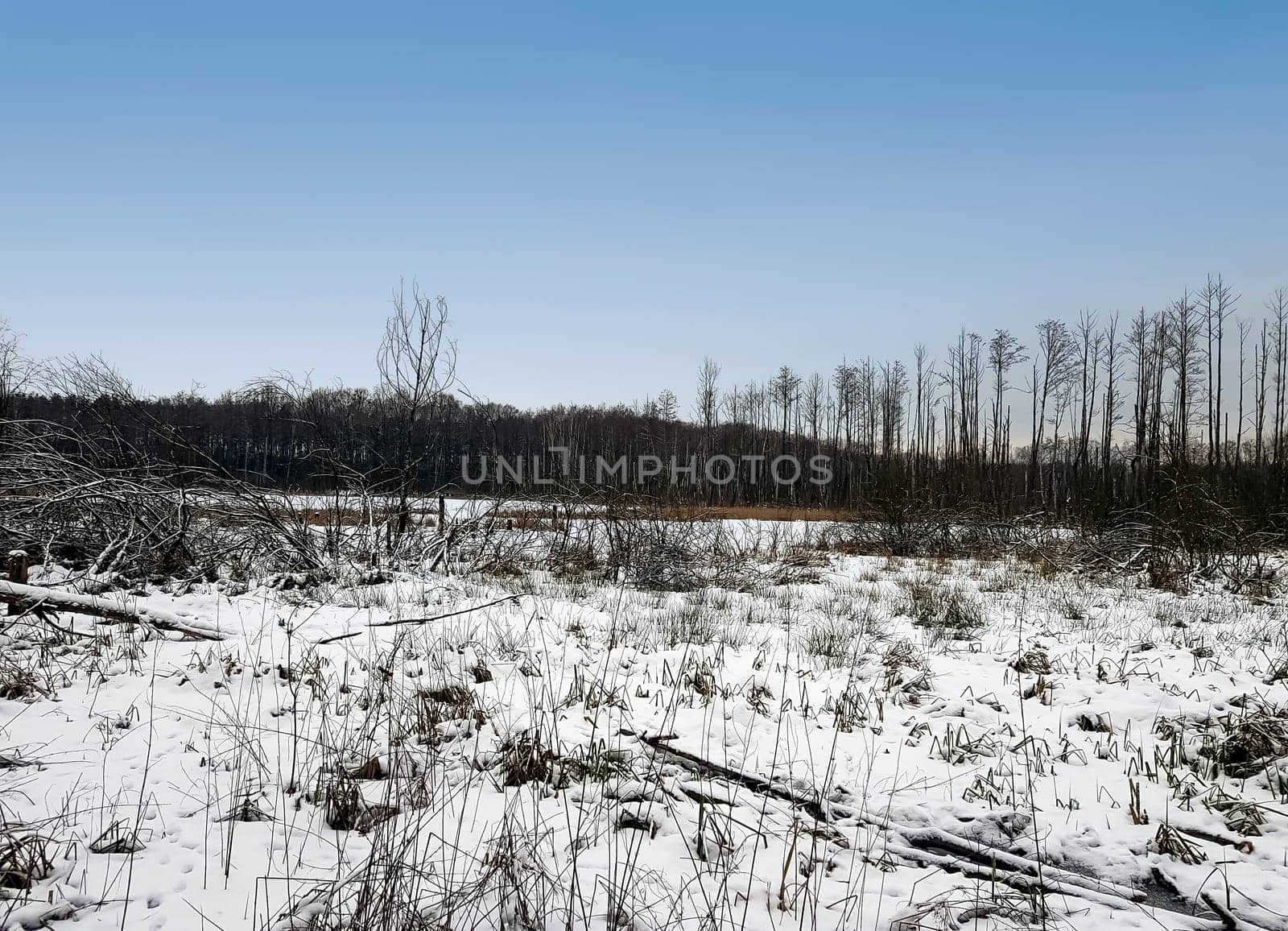 Sunset over swamp in Kampinos National Park in winter - Poland
