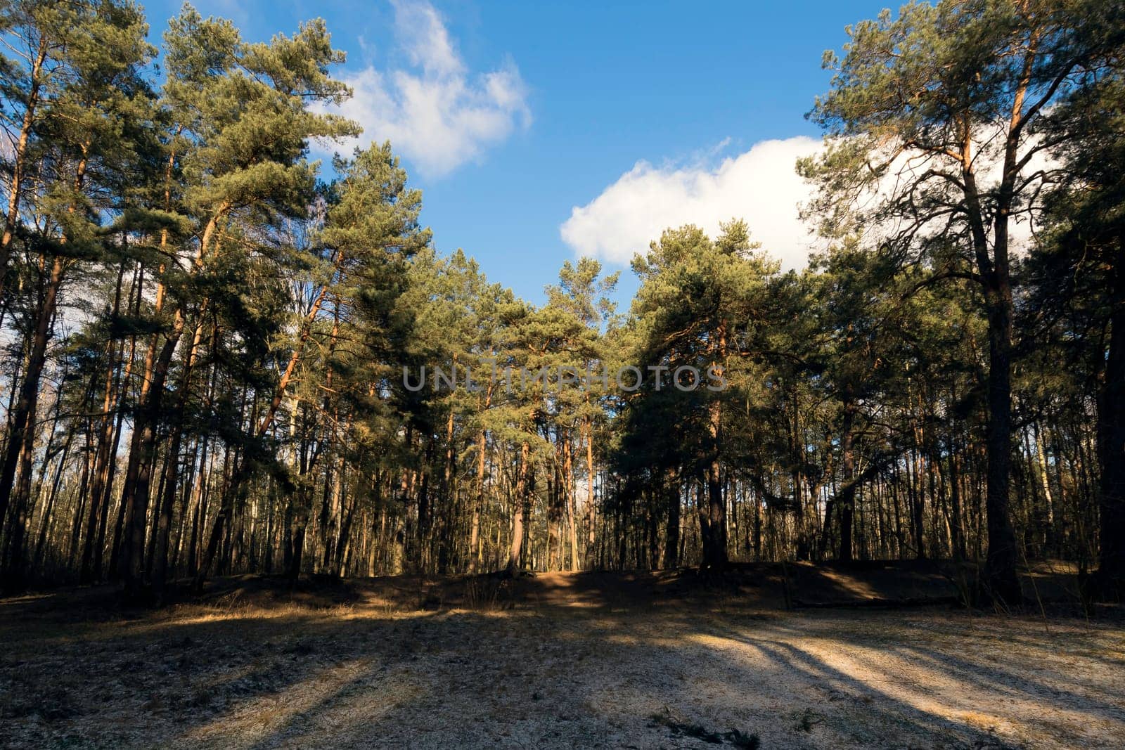 Sunny winter day in Kampinos National Park - Poland