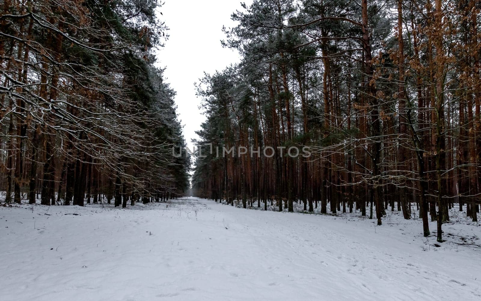 Winter in Kampinos National Park - Poland