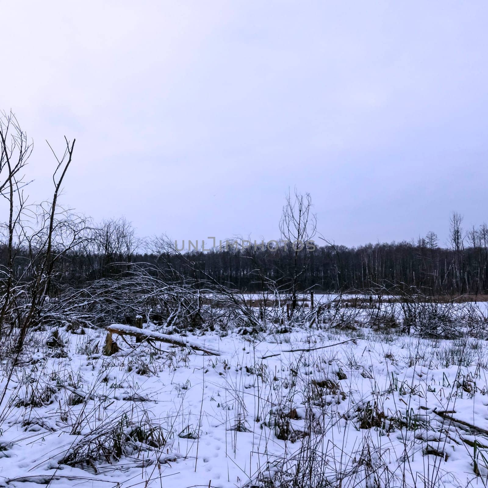 Sunset over swamp in Kampinos National Park in winter - Poland