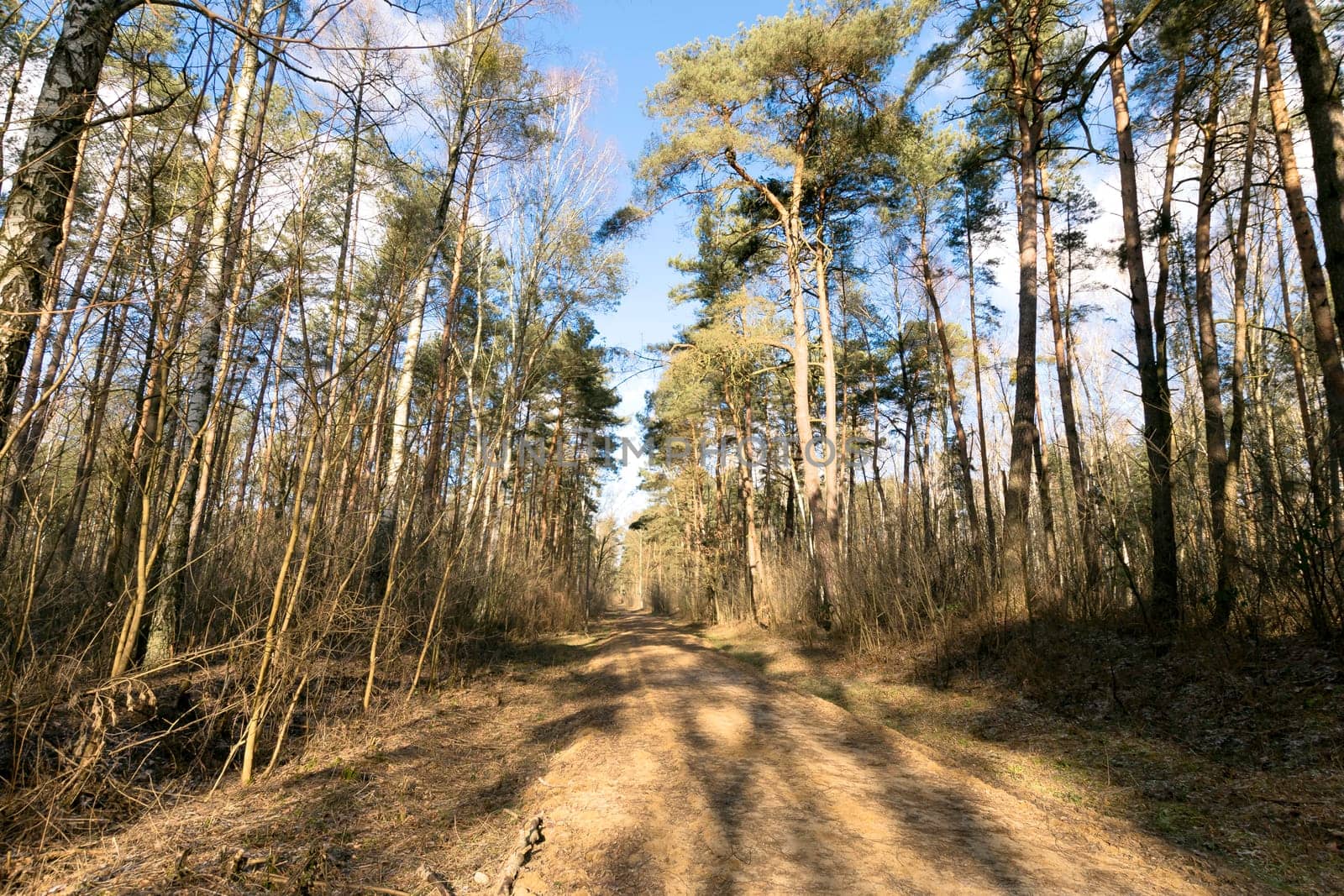 Sunny winter day in Kampinos National Park - Poland
