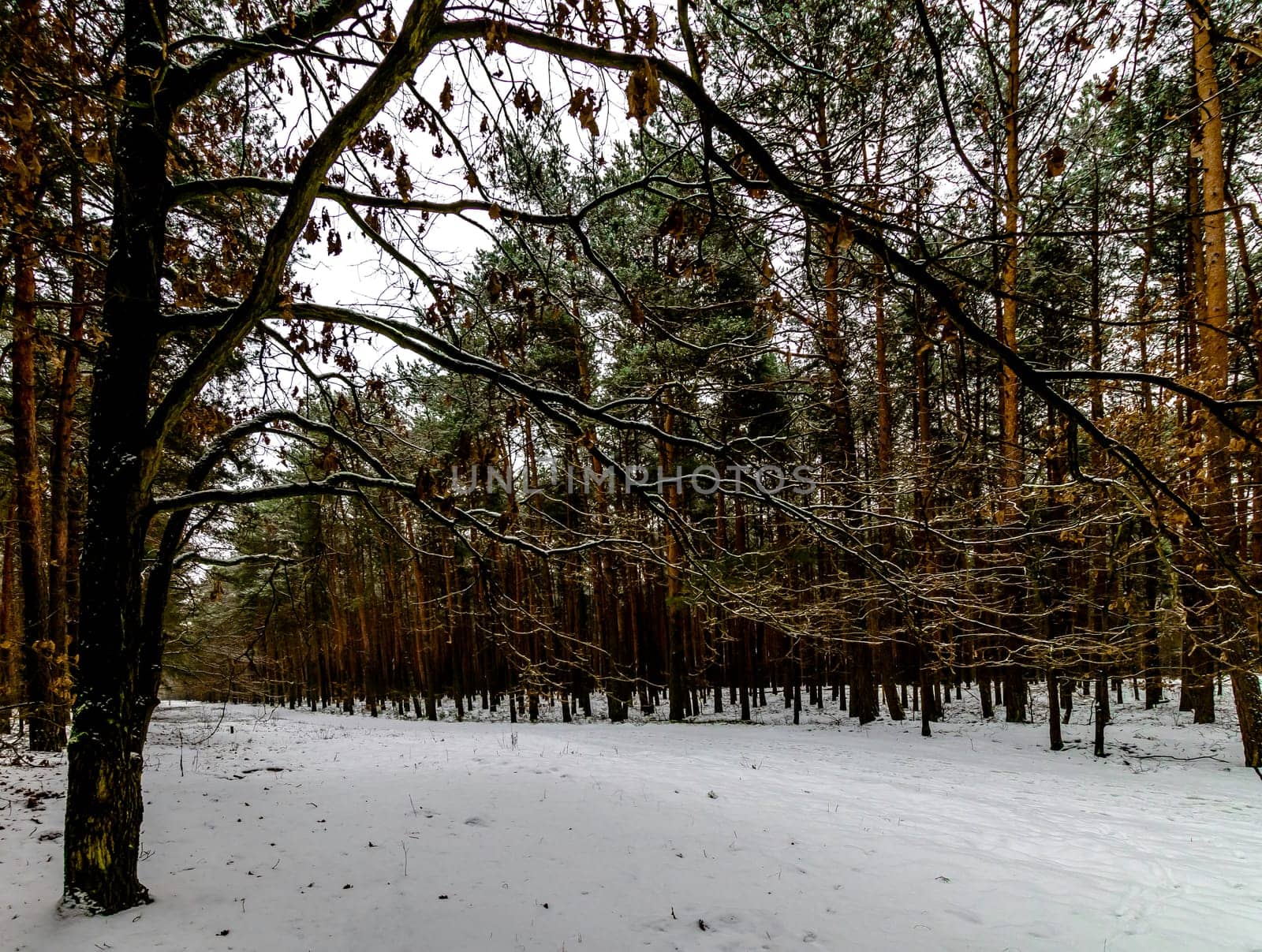 Winter in Kampinos National Park - Poland