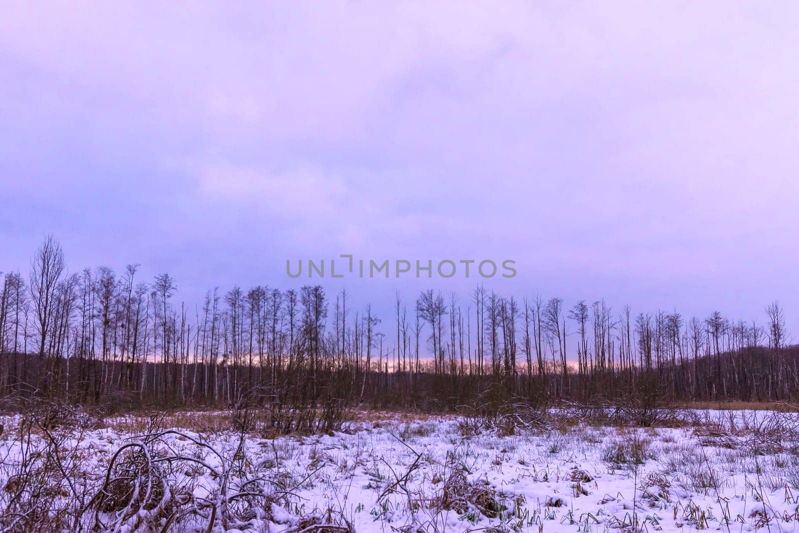 Sunset over swamp in Kampinos National Park in winter - Poland