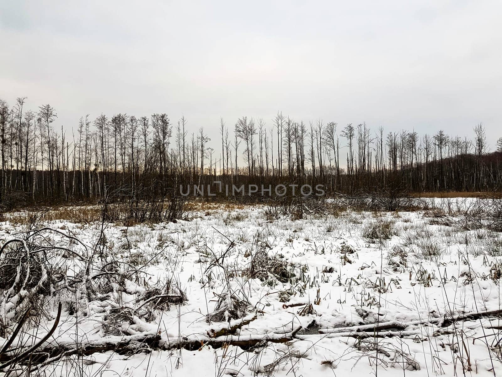 Sunset over swamp in Kampinos National Park in winter - Poland