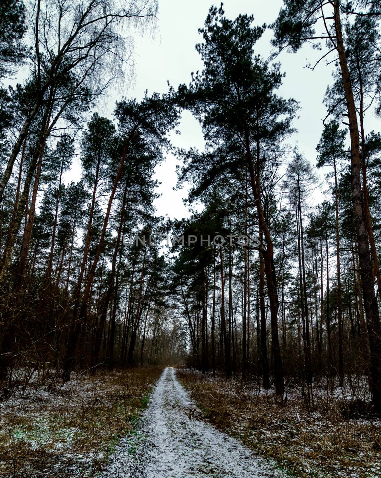 Winter in Kampinos National Park - Poland