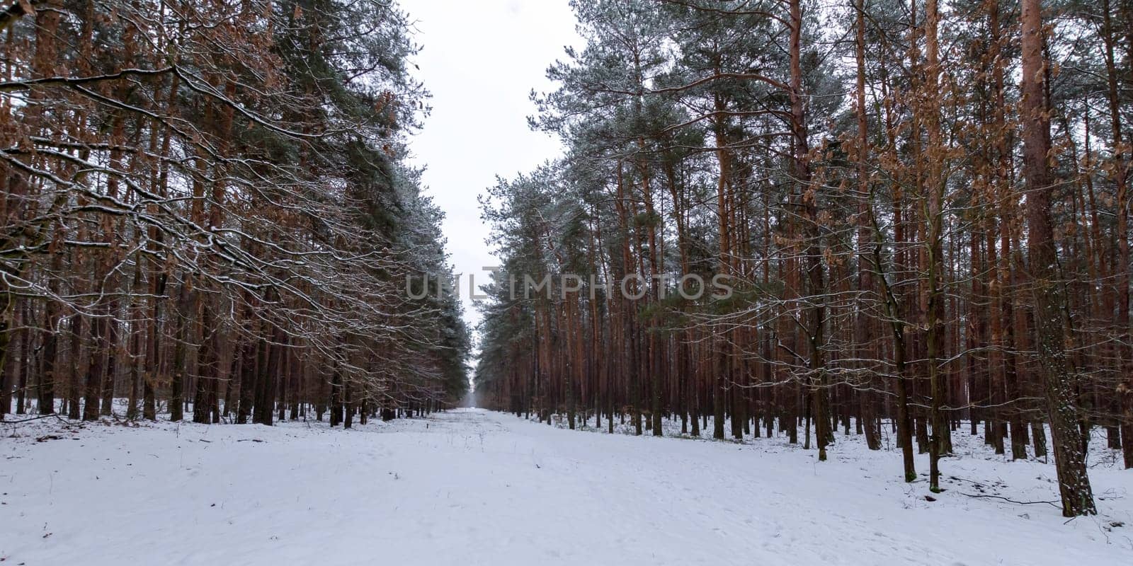 Winter in Kampinos National Park - Poland