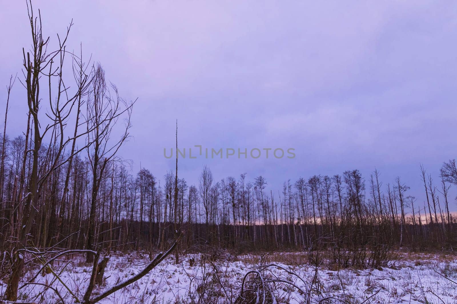 Sunset over swamp in Kampinos National Park in winter - Poland