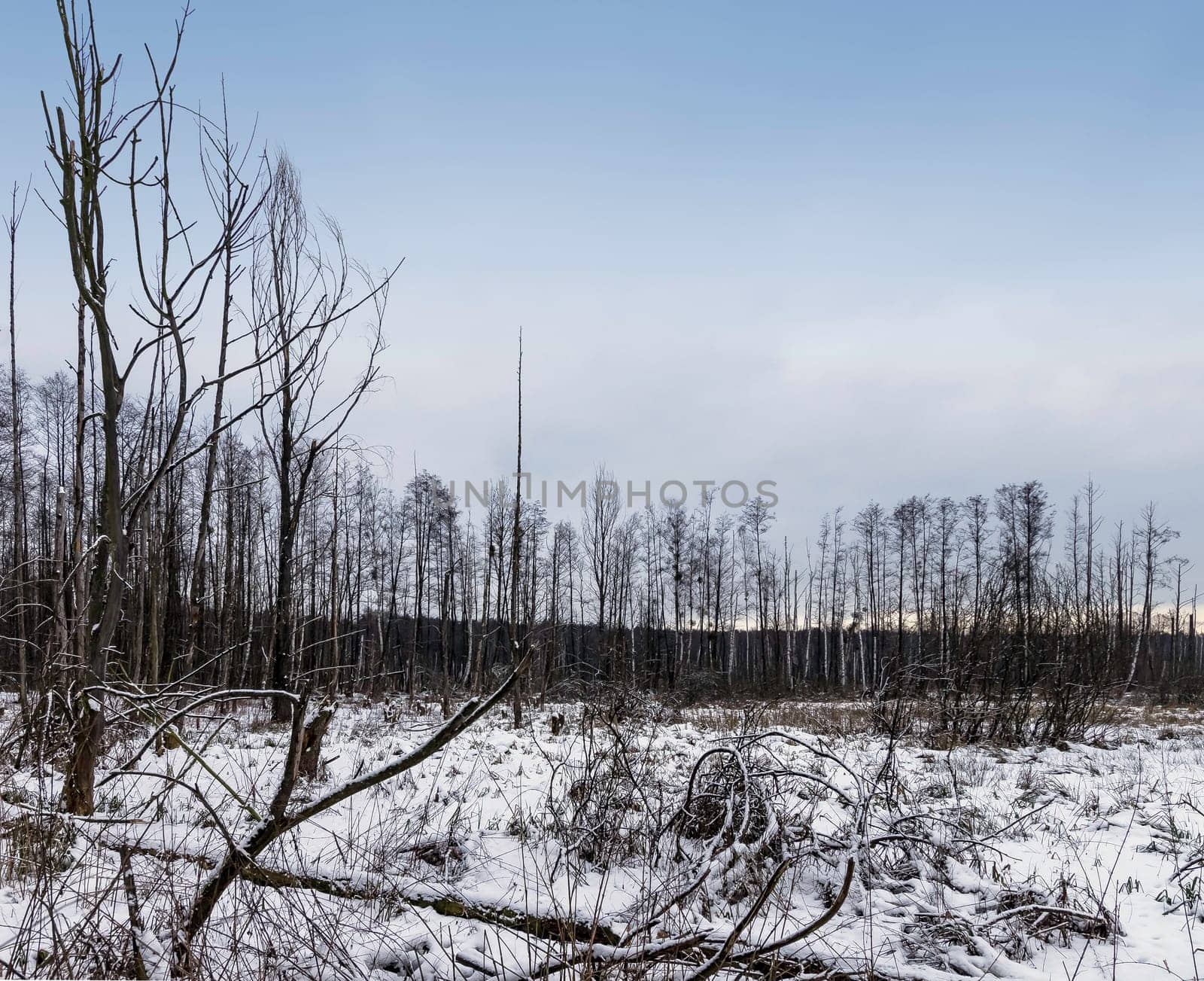 Sunset over swamp in Kampinos National Park in winter - Poland
