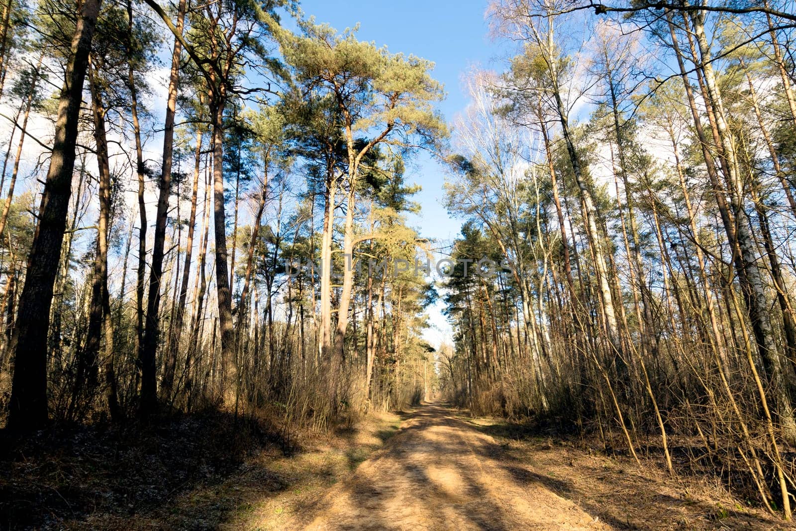 Sunny winter day in Kampinos National Park - Poland
