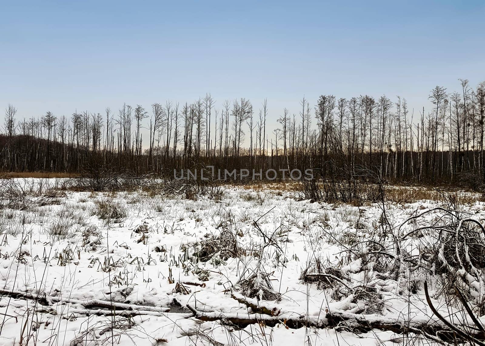 Sunset over swamp in Kampinos National Park in winter - Poland
