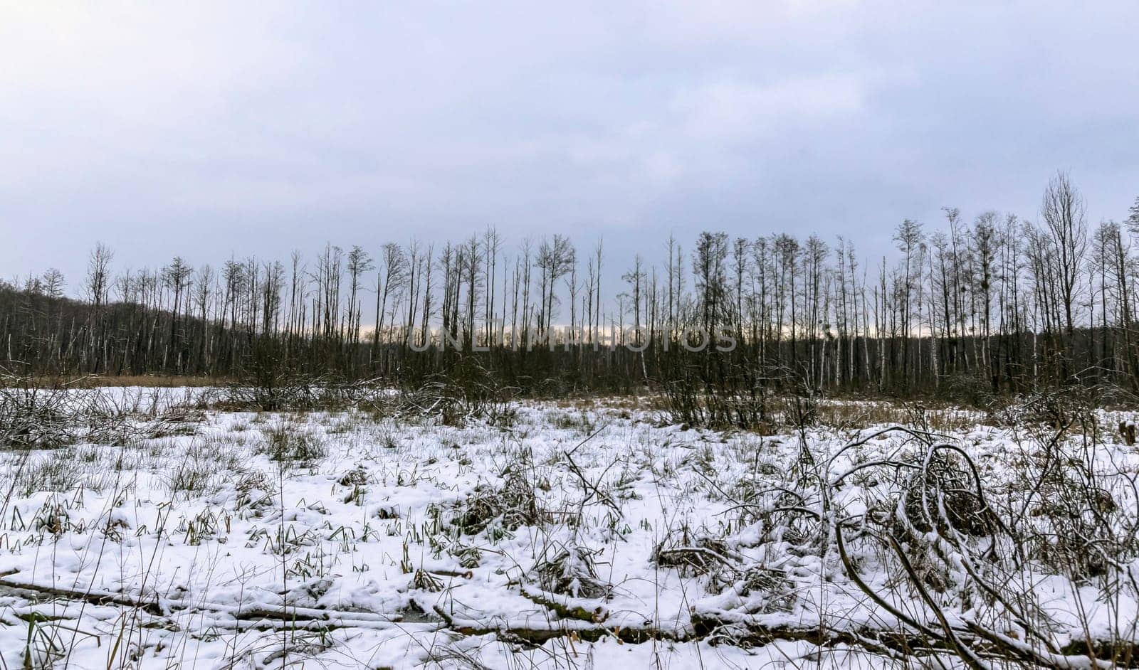Sunset over swamp in Kampinos National Park in winter - Poland