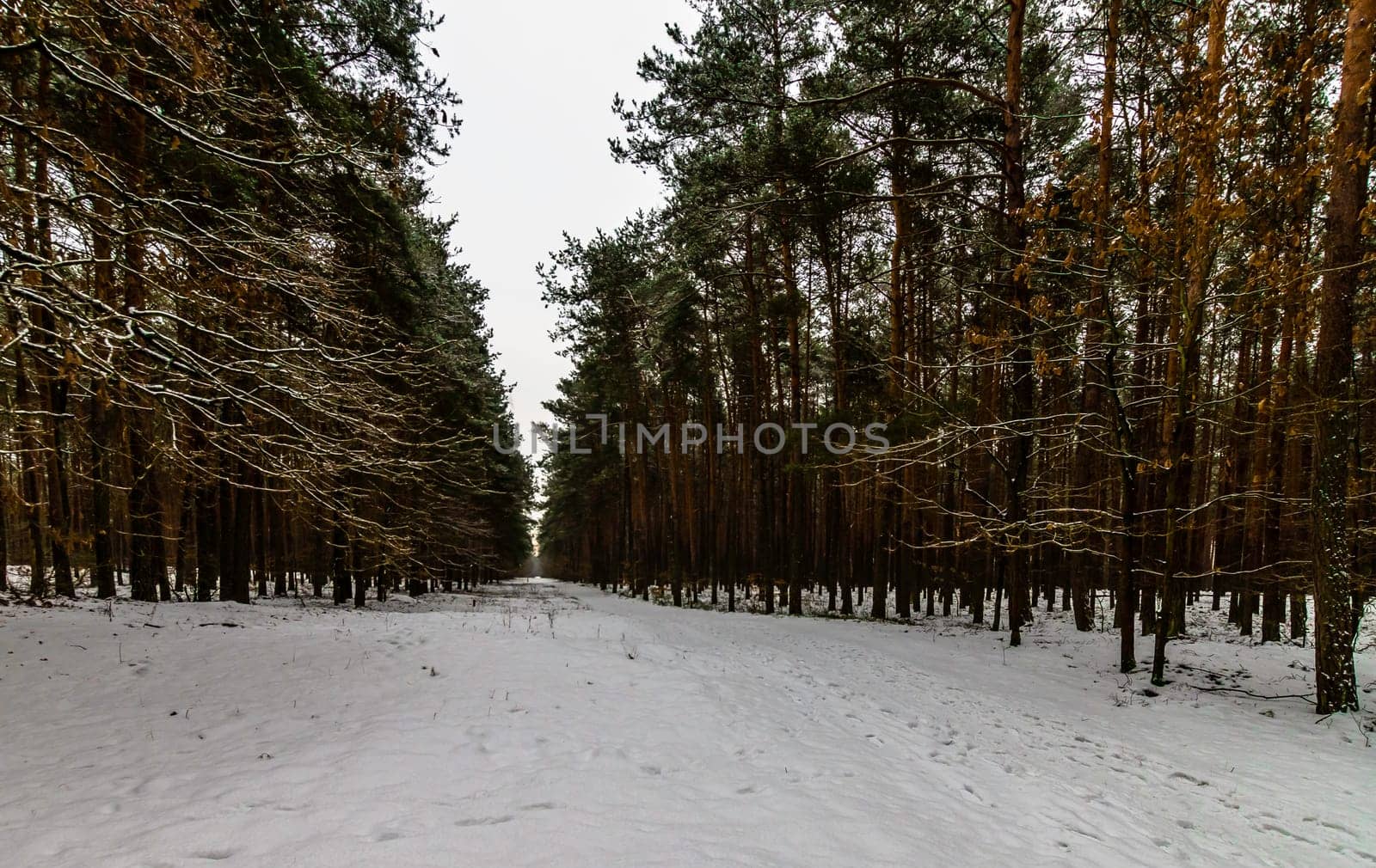 Winter in Kampinos National Park - Poland