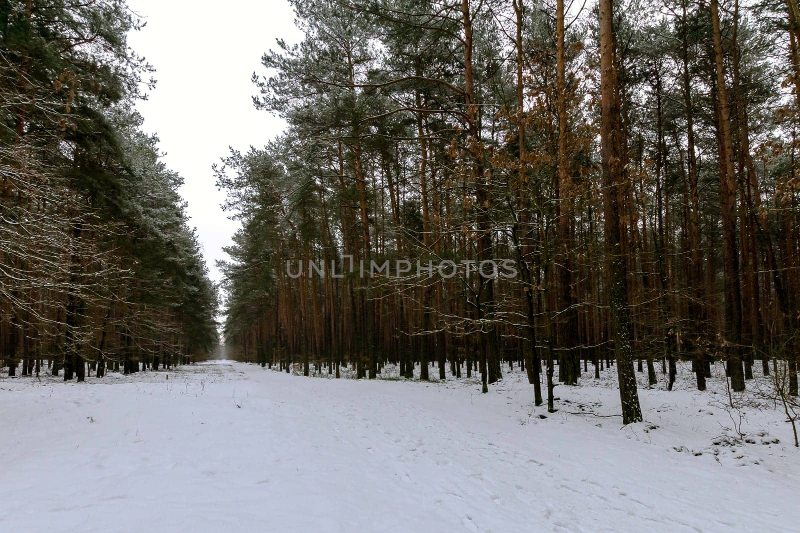 Winter in Kampinos National Park - Poland