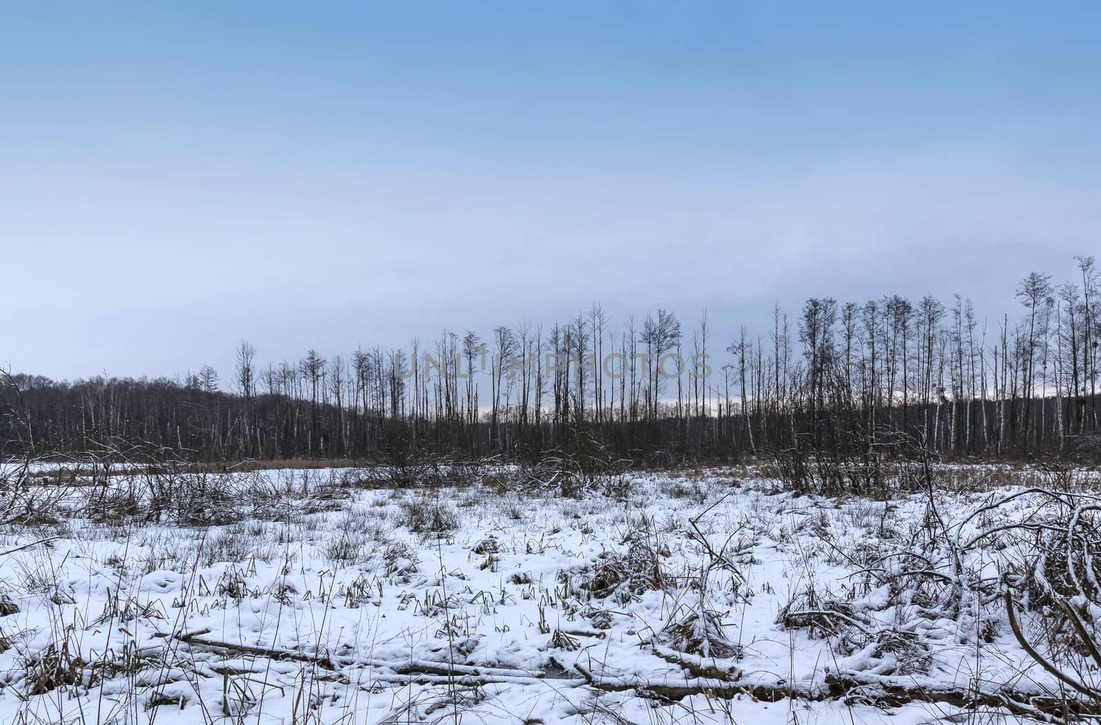 Sunset over swamp in Kampinos National Park in winter - Poland