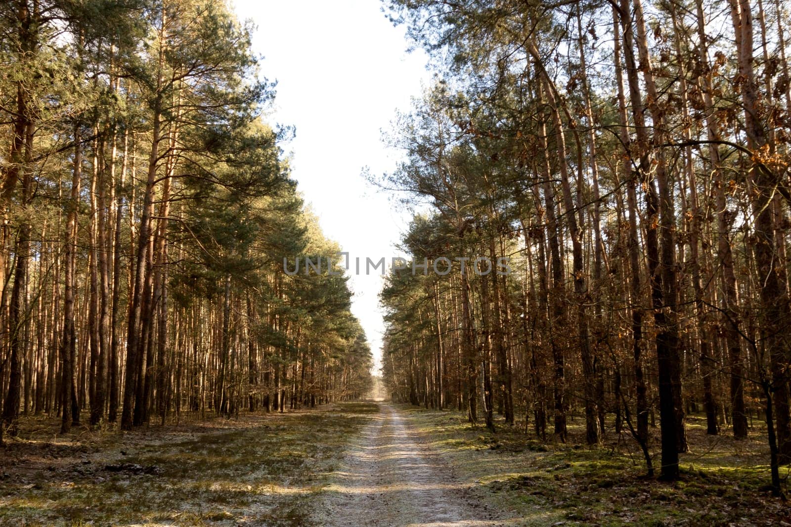 Sunny winter day in Kampinos National Park - Poland