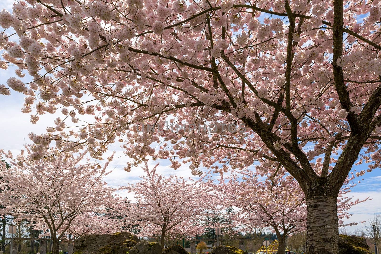 Cherry Blossom trees blooming in Village Green Park in Happy Valley Oregon during Spring season