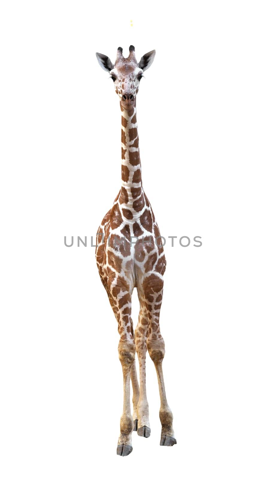 young raticulated giraffe isolated on white background