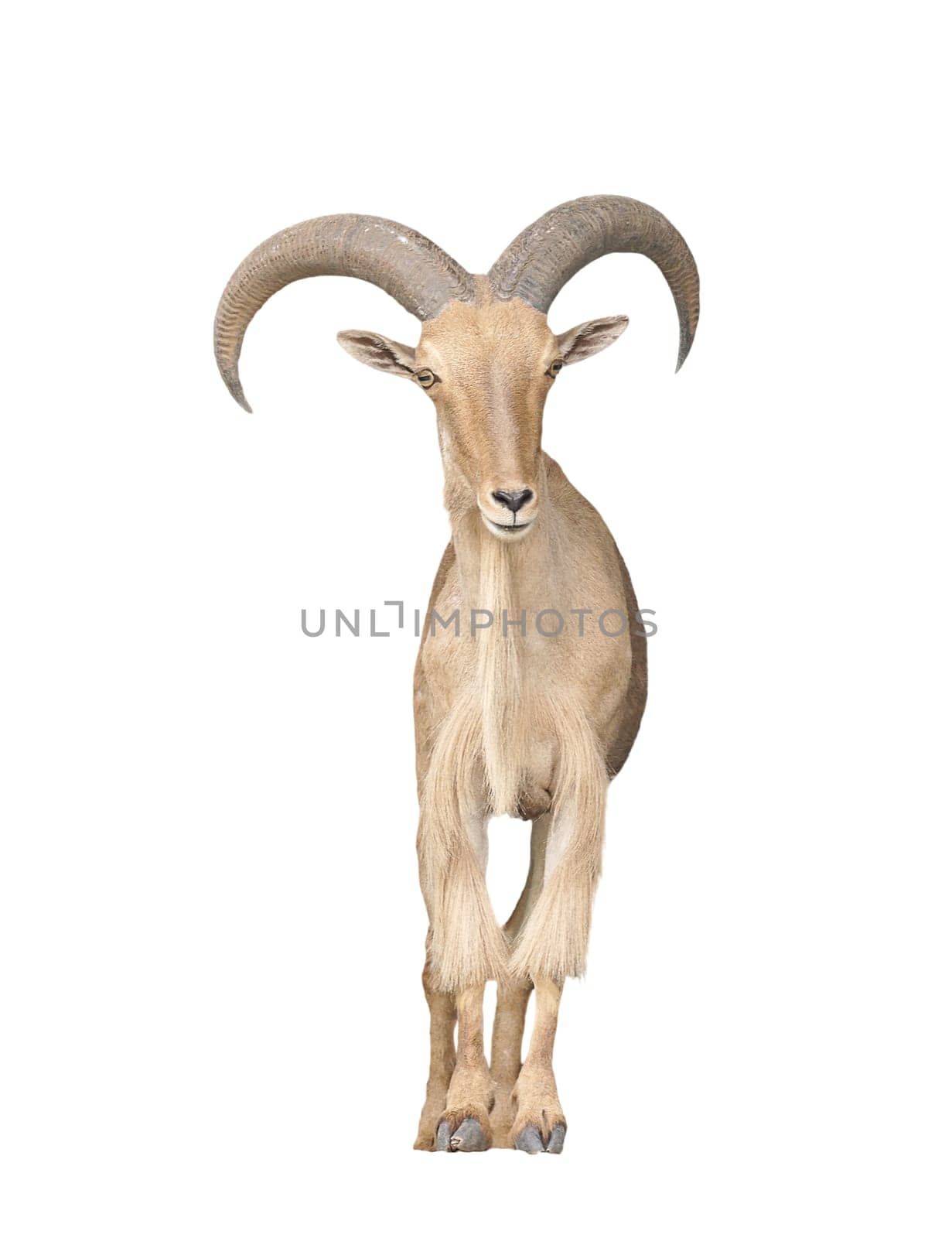 male barbary sheep isolated on white background