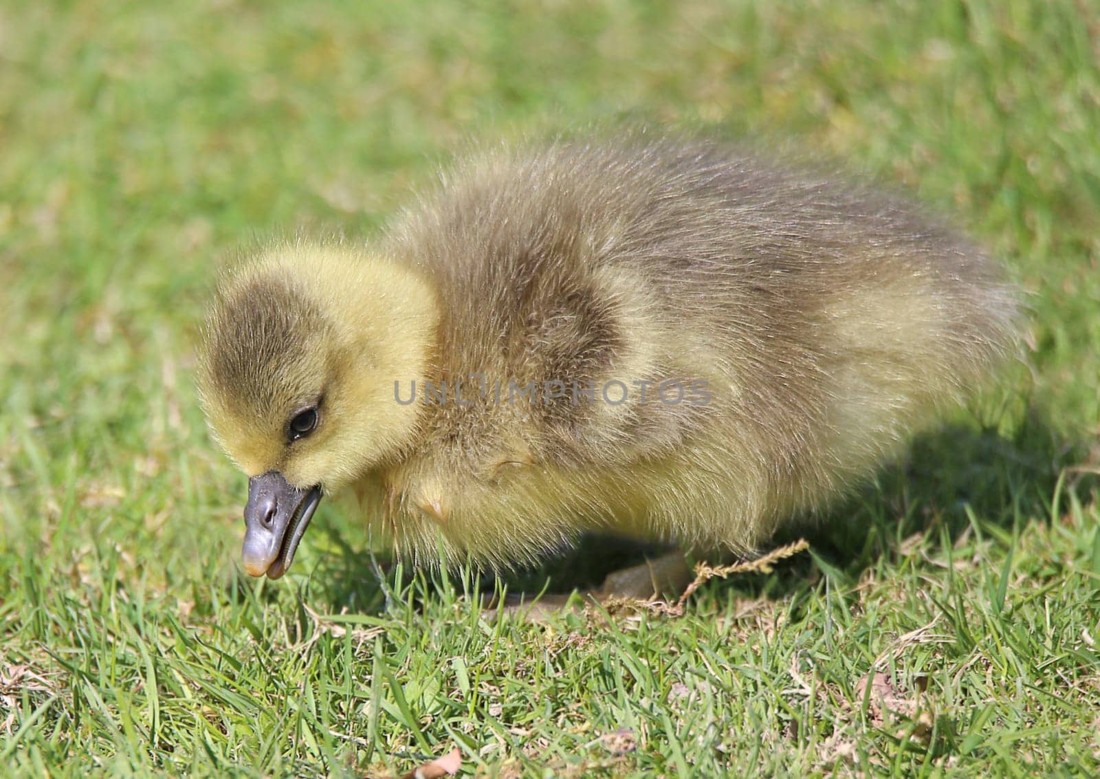 Golden chick of the grey goose Anser anser