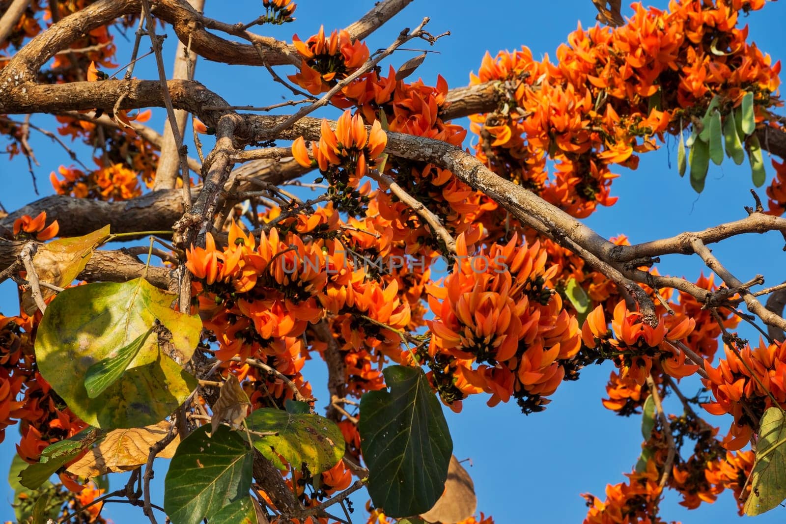 Flame tree in bloom,tropical tree with orange blossom in Thailand
