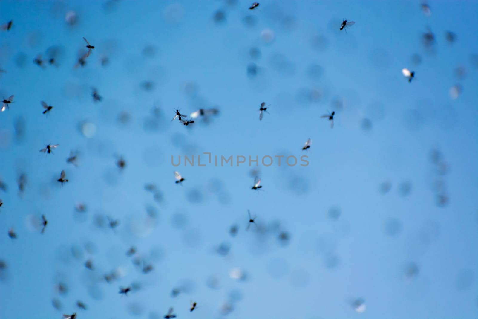 A swarm of flying ants in the field with blue sky in the background