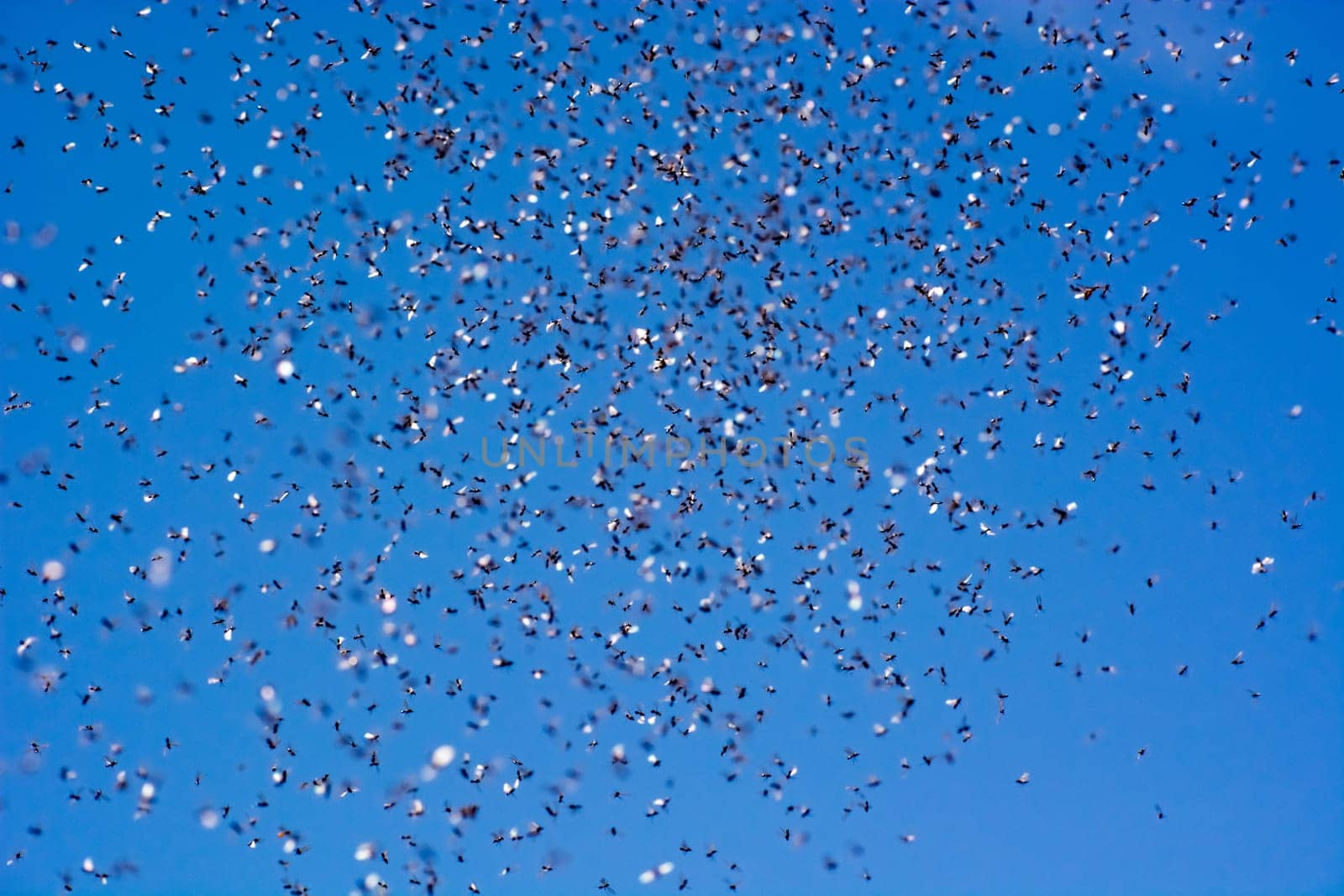 A swarm of flying ants in the field with blue sky in the background