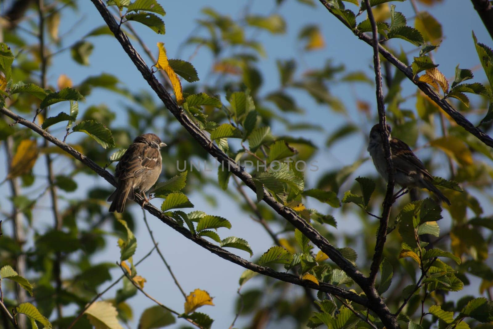 The Eurasian tree sparrows (Passer montanus) Tree sparrow sitting on a branch