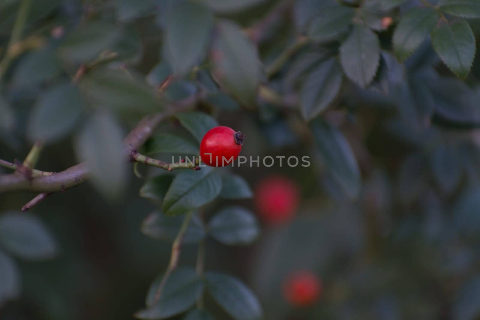 Rosehip in the wild on the branch in the wild forest in autumn