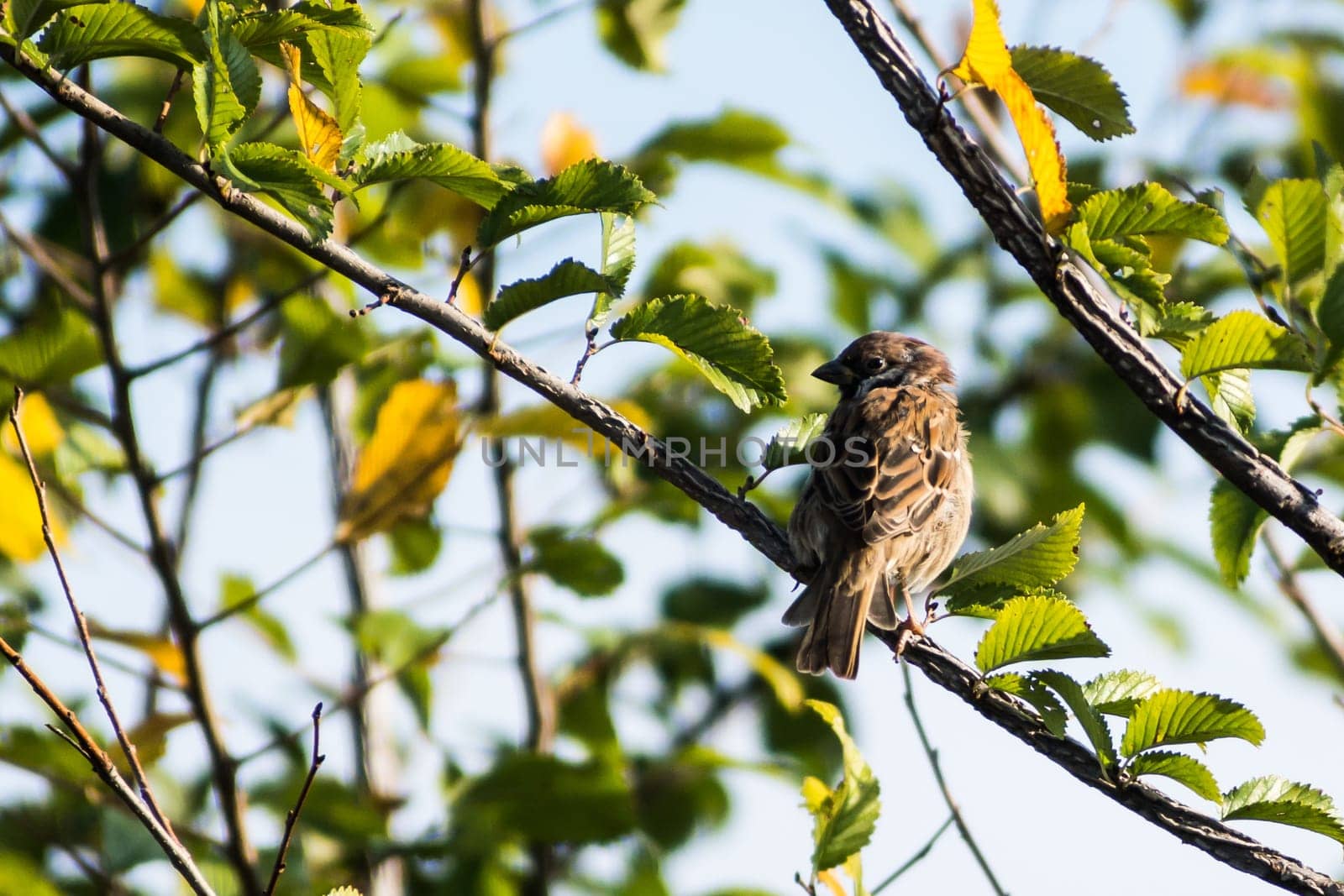 The Eurasian tree sparrows (Passer montanus) Tree sparrow sitting on a branch