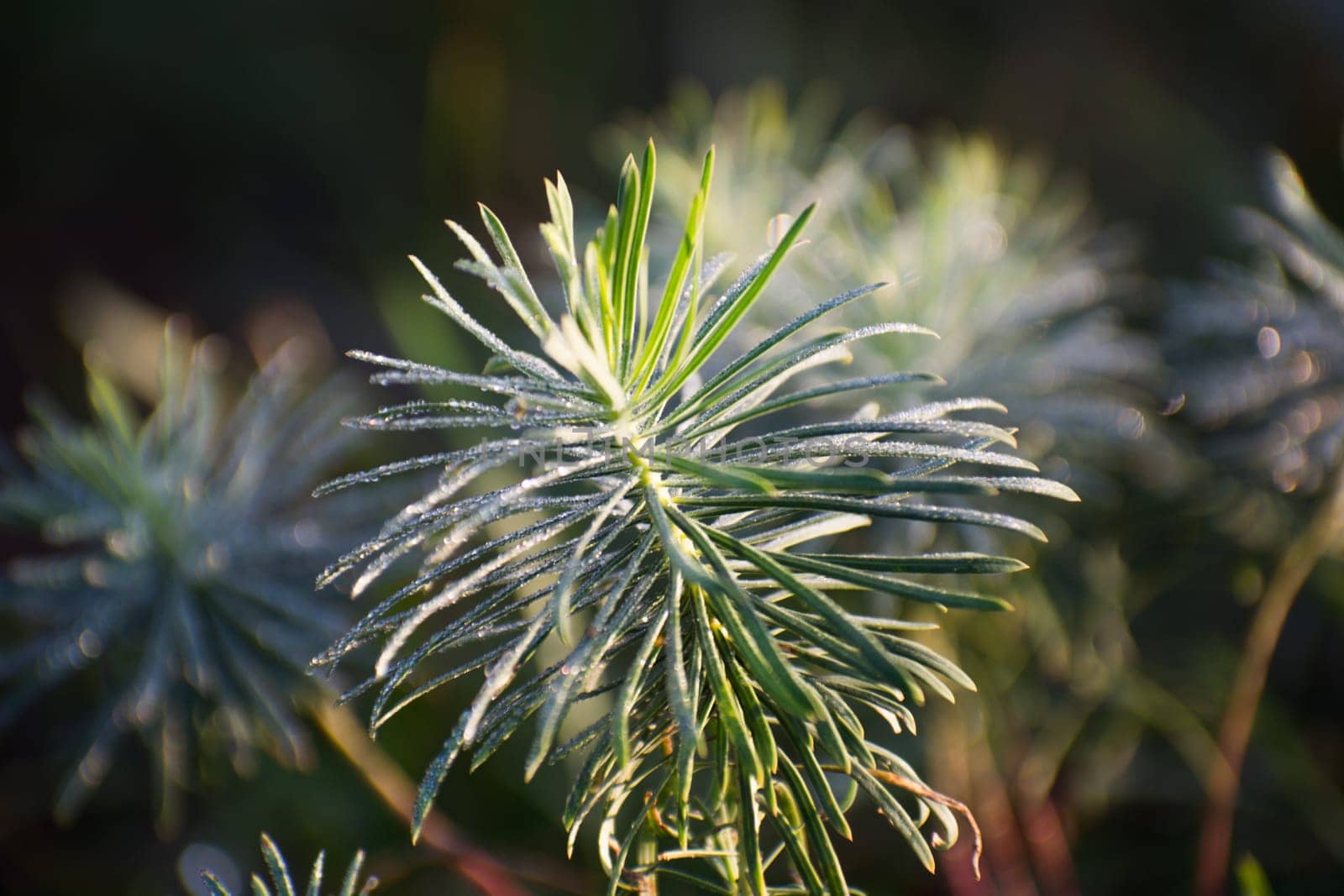 Pine tree saplings in the ground. Selective focus