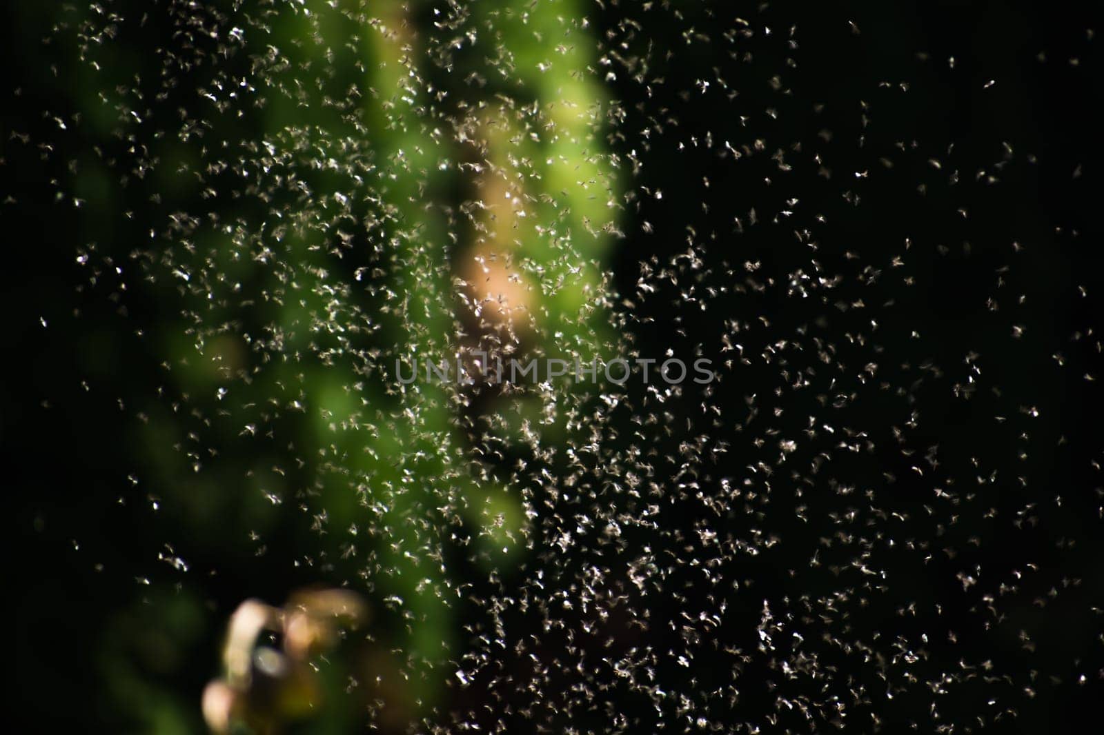 A swarm of flying ants in the field with blurred green background