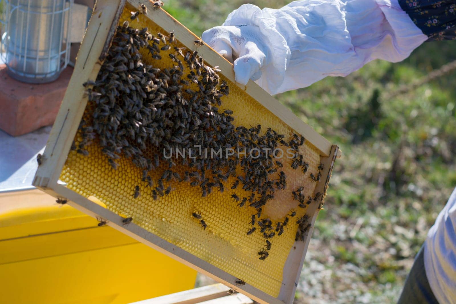 Frames of a bee hive. Beekeeper harvesting honey. The bee smoker is used to calm bees before frame removal. Beekeeper Inspecting Bee Hive