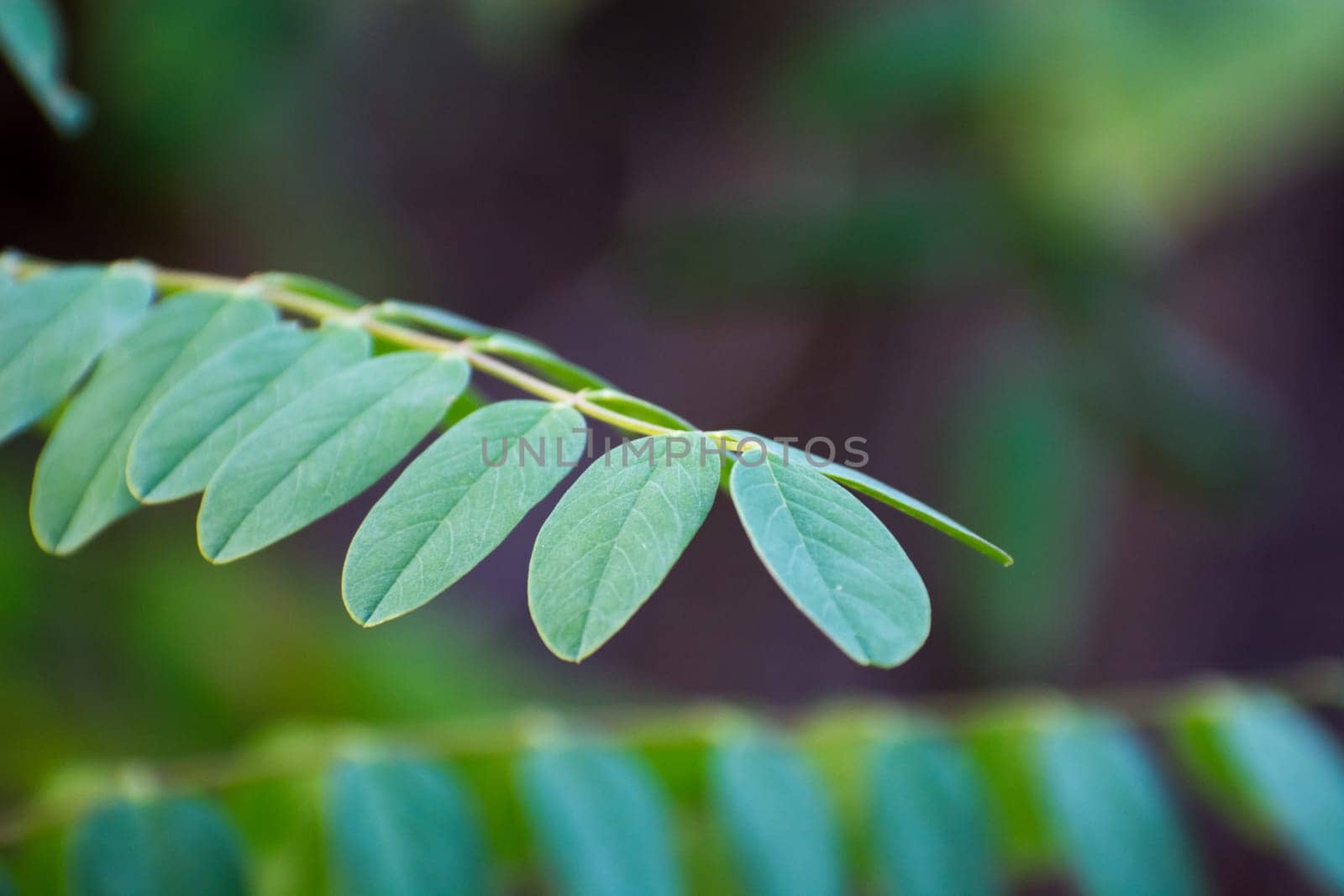 acacia tree branch green leaves. Green blured background