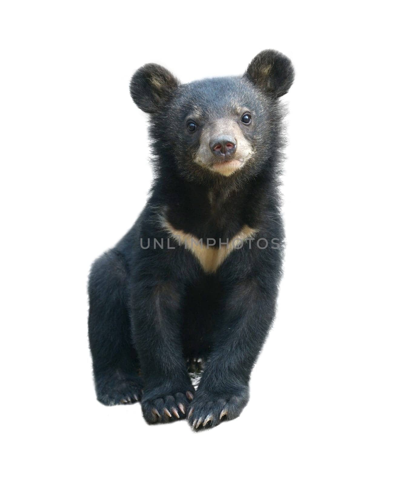 young asiatic black bear isolated on white background