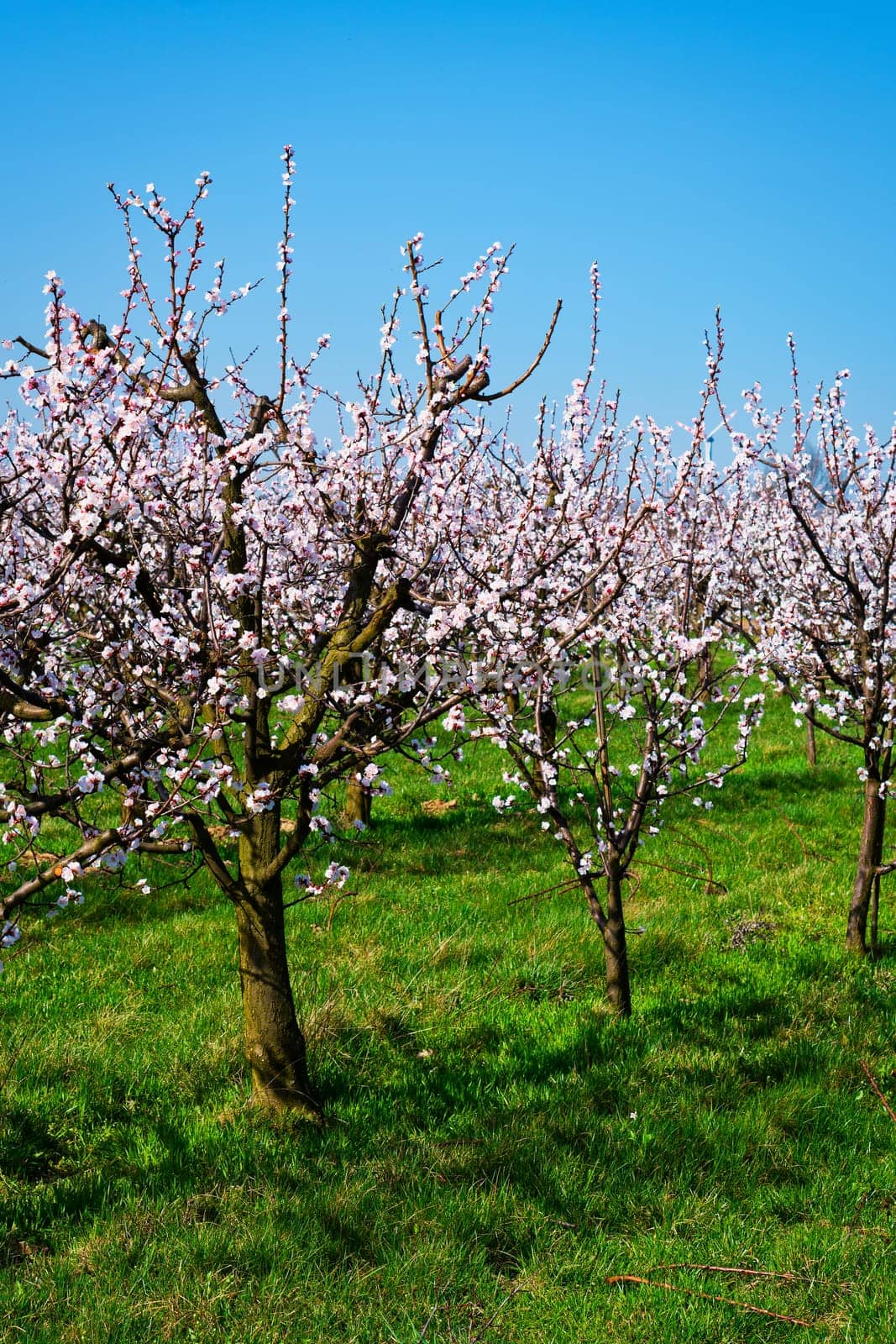 Apricot tree in bloom,fruit trees in April