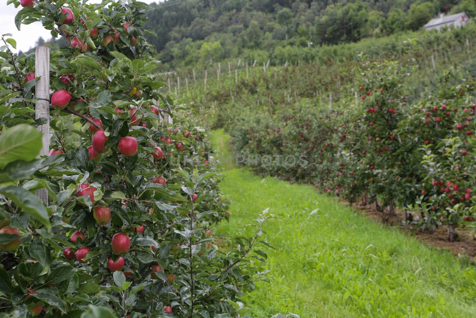Apple tree gardens in Lofthus around the Hardanger fjord