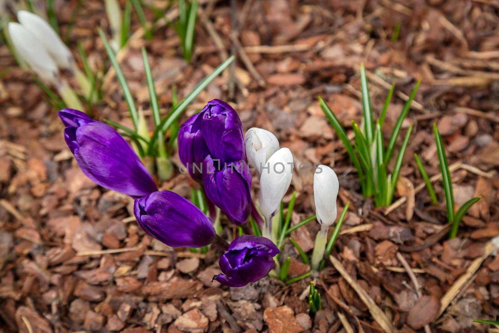crocuses on a background of a tree bark, primroses