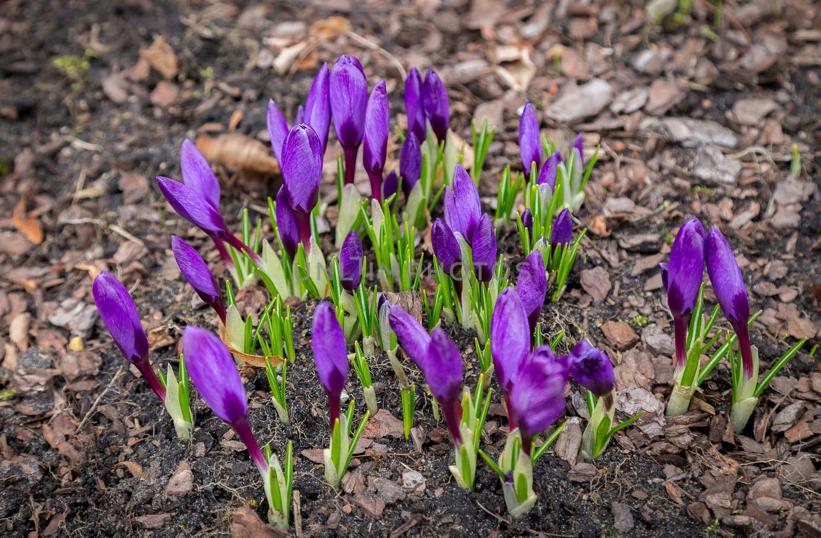 crocuses on a background of a tree bark, primroses