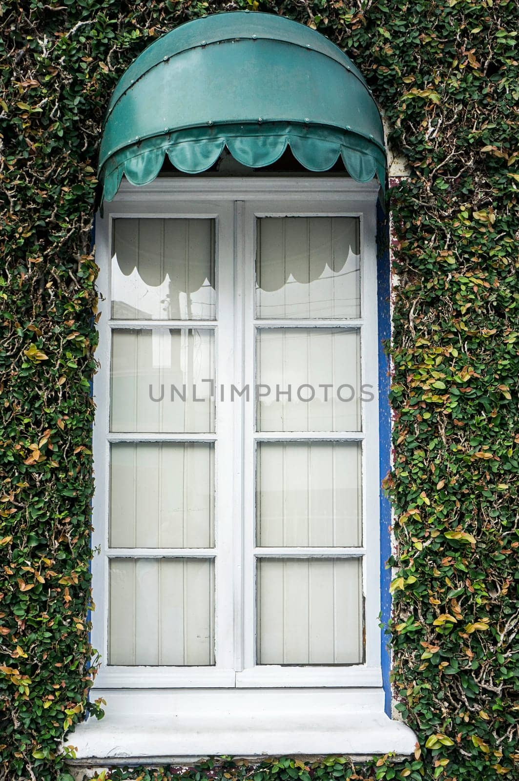 ficus pumila bindwwed wall covered window awning sunshade