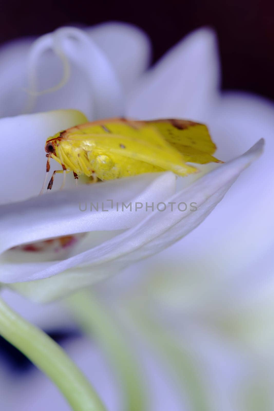 Small yellow butterfly is laying over an orchid flower with white petals in spring.