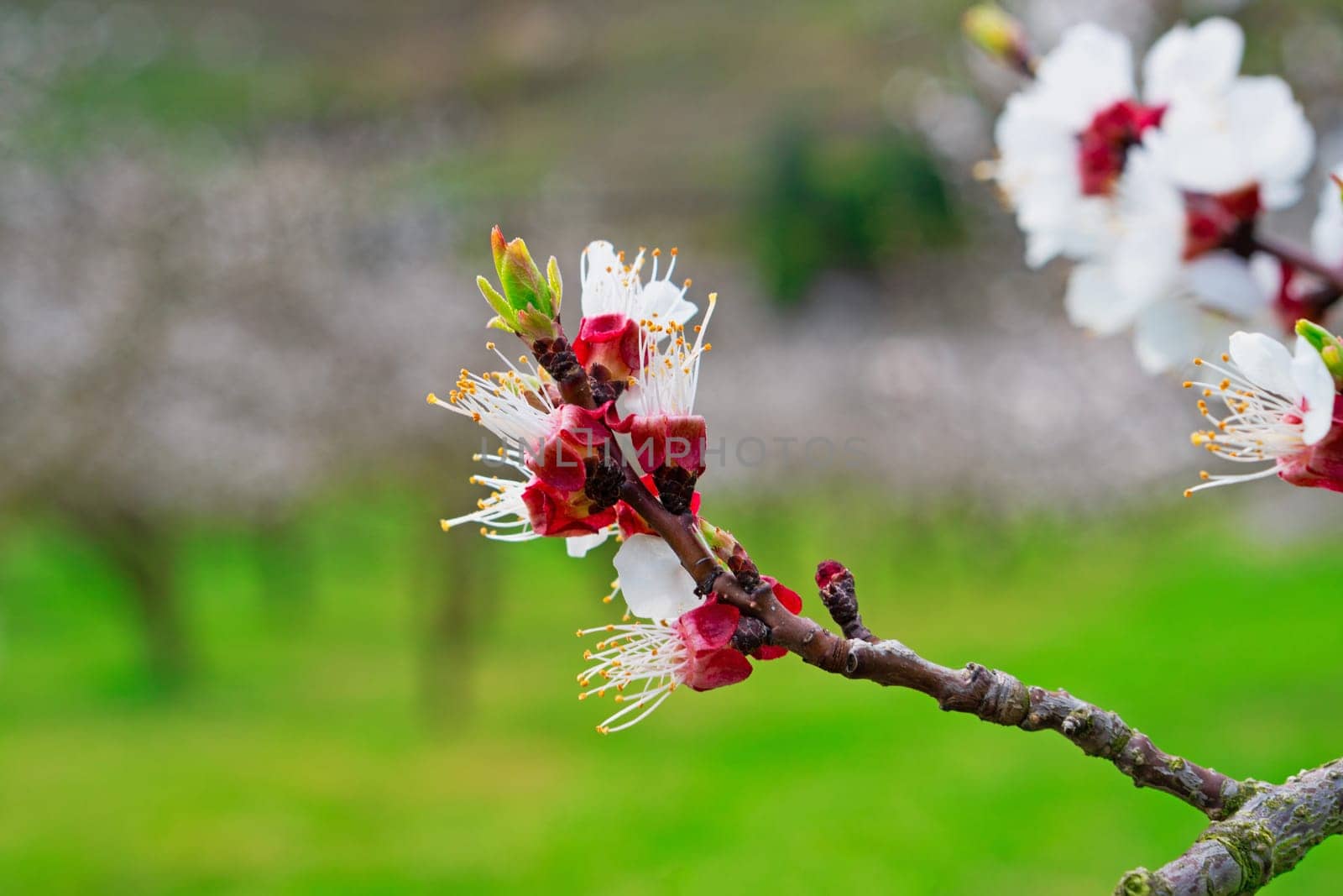 Apricot blossom,close-up of the flower from the apricot tree