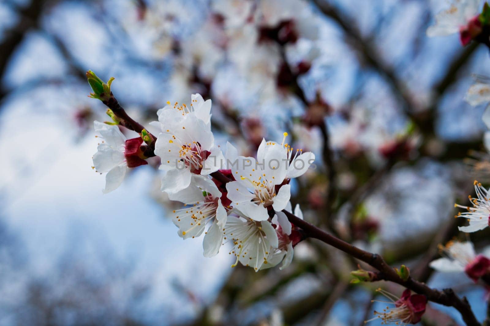 Apricot blossom,close-up of the flower from the apricot tree