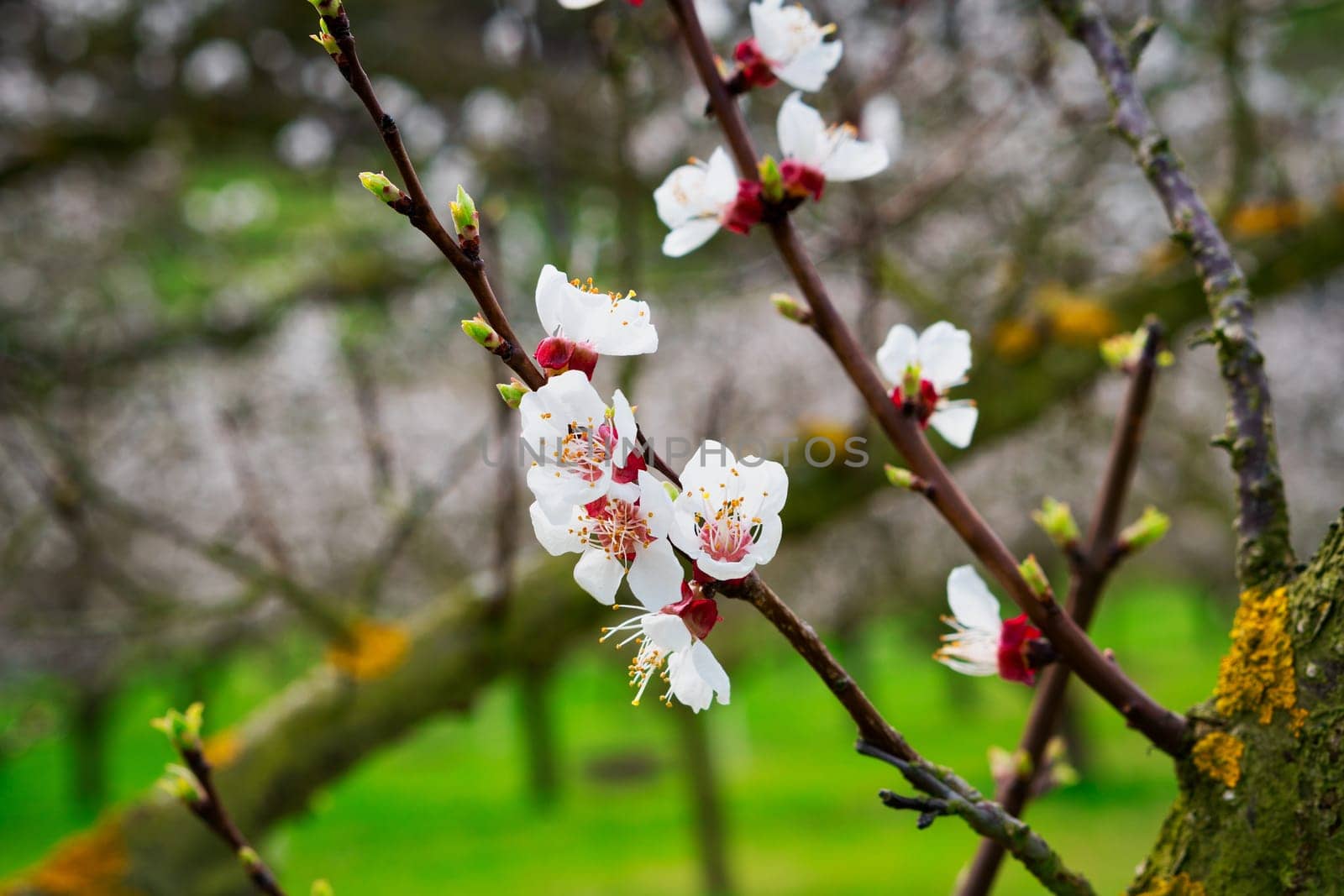 Apricot blossom,close-up of the flower from the apricot tree