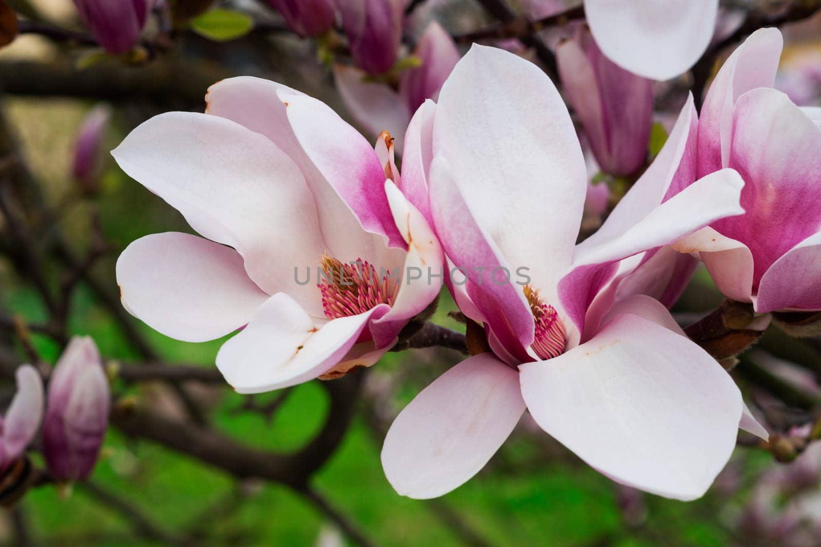 Magnolias blooming,shrub with flowering magnolias in spring